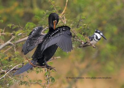 Long-tailed cormorant - Microcarbo africanus