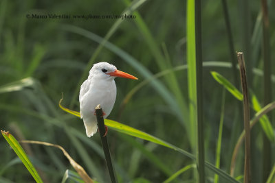 Malachite Kingfisher - Alcedo cristata