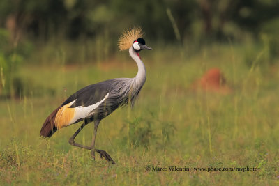 Grey-crowned Crane - Balearica regulorum