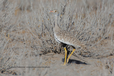 Northern Black korhann - Afrotis afraoides