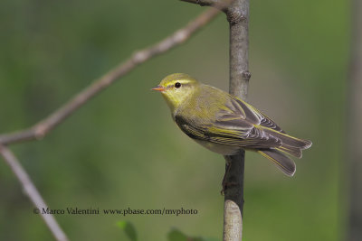 Wood warbler - Phylloscopus sibilatrix