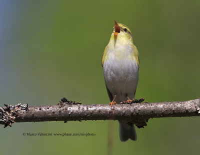 Wood warbler - Phylloscopus sibilatrix