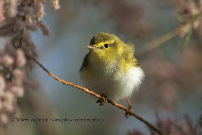 Wood warbler - Phylloscopus sibilatrix