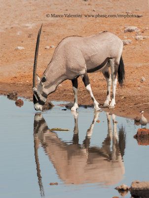 Gemsbok - Orys gazella