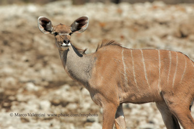 Greater Kudu - Tragelaphus strepsiceros