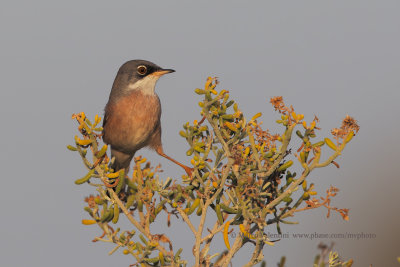 Spectacled warbler - Sylvia conspicillata