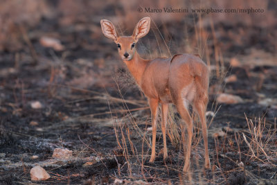 Steenbok - Raphicerus campestris