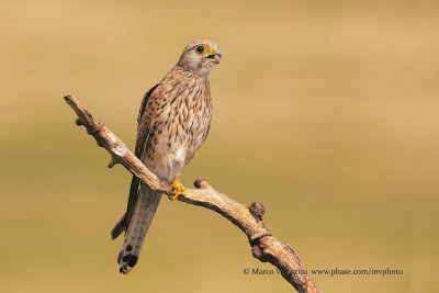 Kestrel - Falco tinnunculus