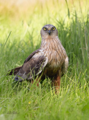 Marsh Harrier - Circus aeroginous