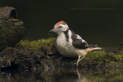 Middle-spotted Woodpecker - Dendrocopus medius