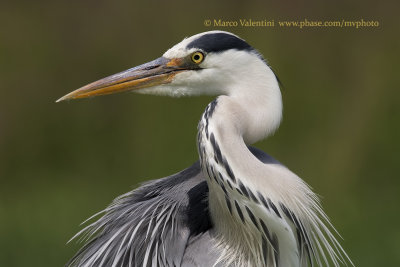 Grey heron - Ardea cinerea