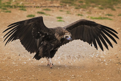 Black vulture - Aegypius monachus