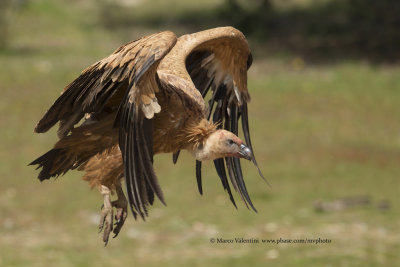 Griffon vulture - Gyps fulvus