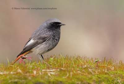 Black redstart - Phoenicurus ochruros