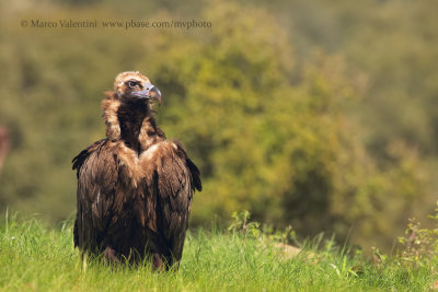 Black vulture - Aegypius monachus
