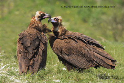 Black vulture - Aegypius monachus