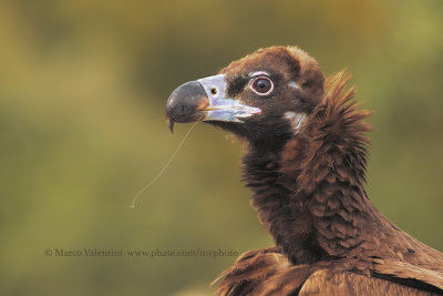 Black vulture - Aegypius monachus
