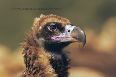 Black vulture - Aegypius monachus