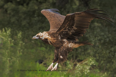 Black vulture - Aegypius monachus