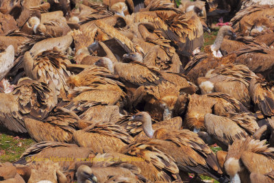 Griffon vulture - Gyps fulvus