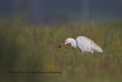 Western Cattle egret - Bubulcul ibis