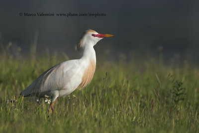 Western Cattle egret - Bubulcul ibis