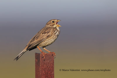 Corn bunting - Miliaria calandra