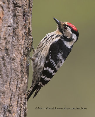 Little spotted woodpecker - Dendrocopus minor