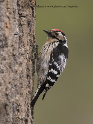 Little spotted woodpecker - Dendrocopus minor