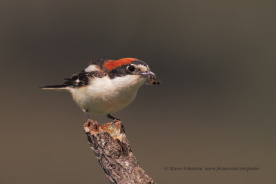 Woodchat shrike - Lanius senator