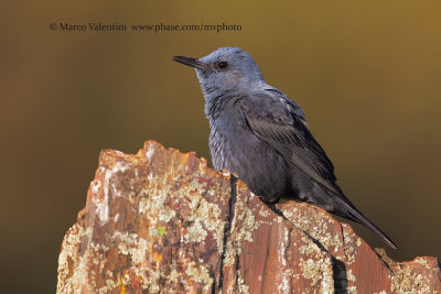 Blue Rock-thrush - Monticola solitarius