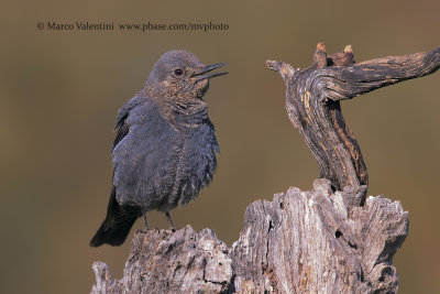 Blue Rock-thrush - Monticola solitarius