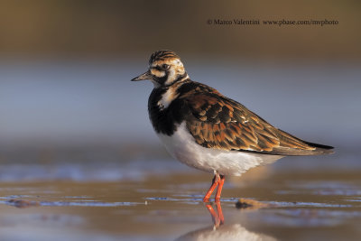 Turnstone - Arenaria interpres