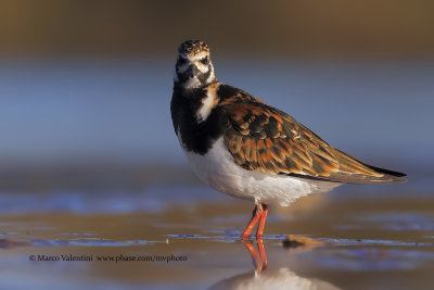 Turnstone - Arenaria interpres