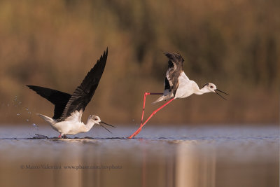Black-winged stilt - Himantopus himantopus