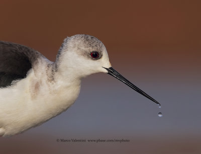 Black-winged stilt - Himantopus himantopus