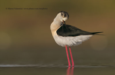 Black-winged stilt - Himantopus himantopus