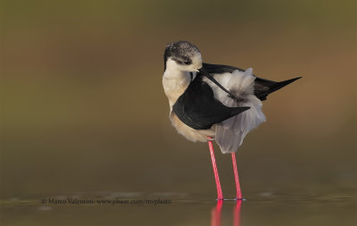 Black-winged stilt - Himantopus himantopus