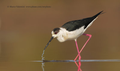 Black-winged stilt - Himantopus himantopus