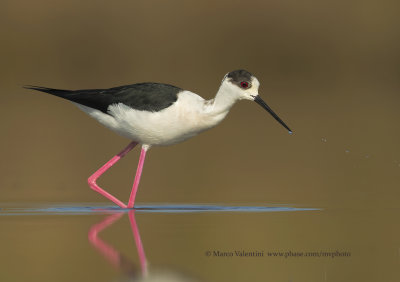 Black-winged stilt - Himantopus himantopus