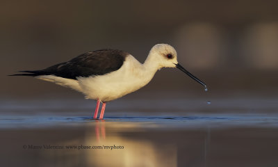Black-winged stilt - Himantopus himantopus