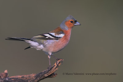 Chaffinch - Fringilla coelebs