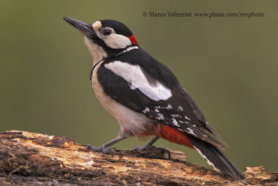 Great spotted Woodpecker - Dendrocopus major