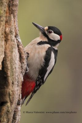 Great spotted Woodpecker - Dendrocopus major