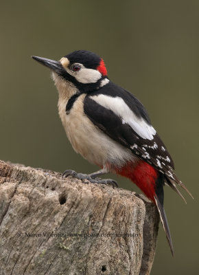 Great spotted Woodpecker - Dendrocopus major