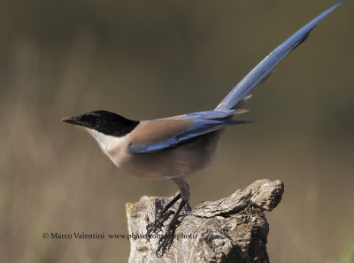 Azure-winged magpie - Cyanopica cooki