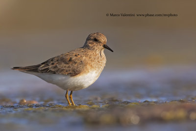Temminck's stint - Calidris temminkii