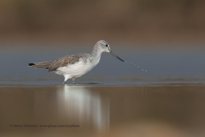 Greenshank - Tringa nebularia