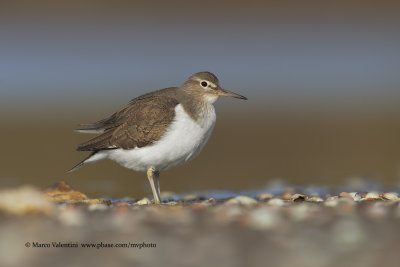 Common sandpiper - Acitis hypoleucos