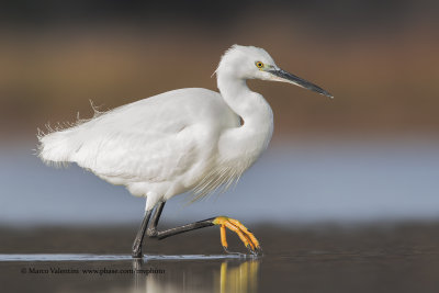 Little egret - Egretta garzetta